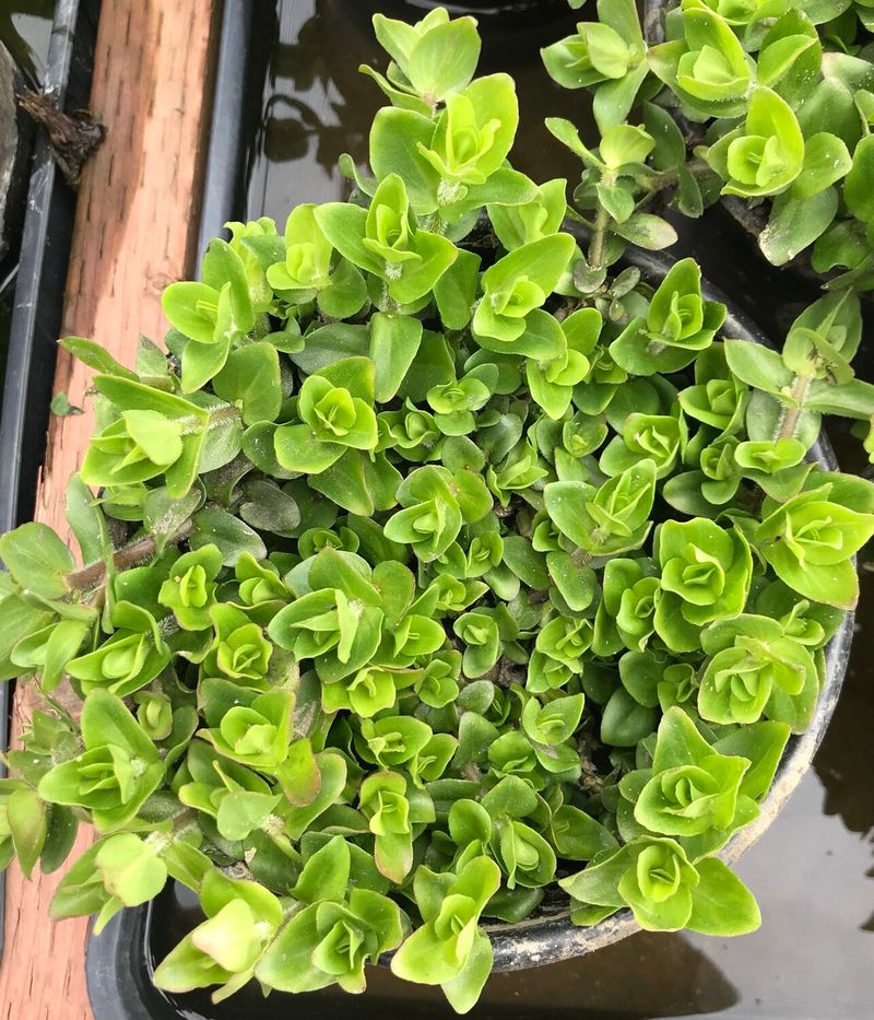 The Foliage Has A Surprising Lemon Scent