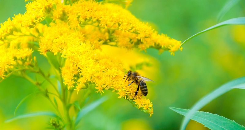 The Frost Prediction That Made Goldenrod A Garden Legend