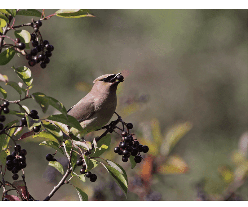 The Fruit Gives Birds Something To Eat