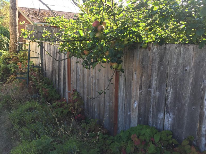 The Fruit May Still Belong To Your Neighbor The Fruit May Still Belong To Your Neighbor