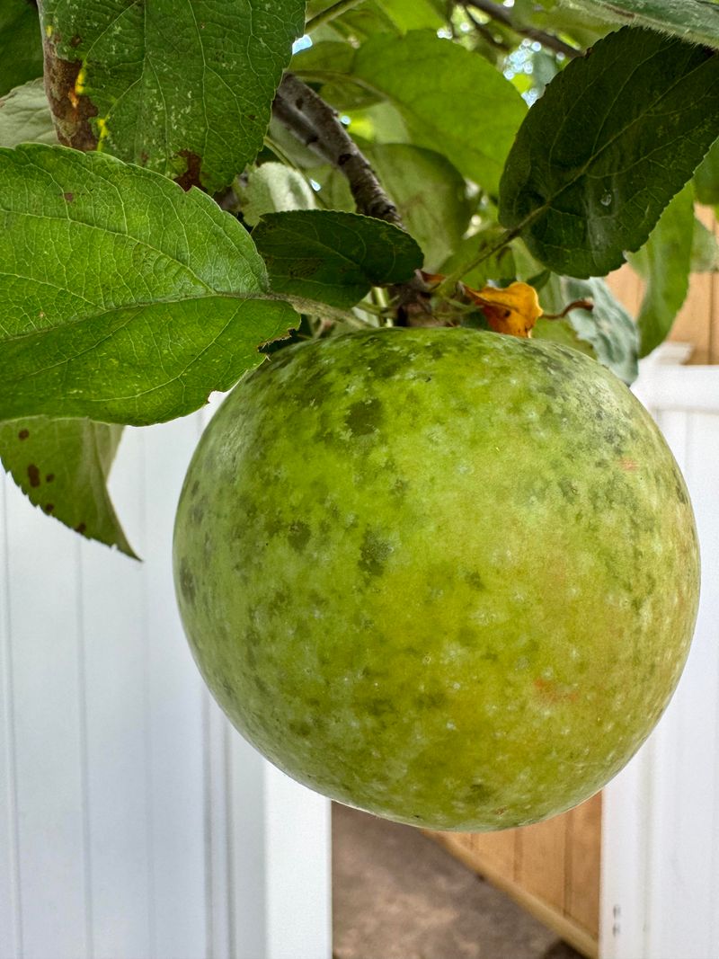 The Fruit Underneath Is Still Perfectly Safe To Eat The Fruit Underneath Is Still Perfectly Safe To Eat