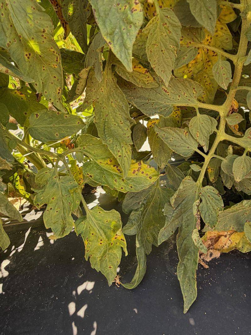 The Fungal Trouble That Follows Long Hours Of Wet Foliage The Fungal Trouble That Follows Long Hours Of Wet Foliage