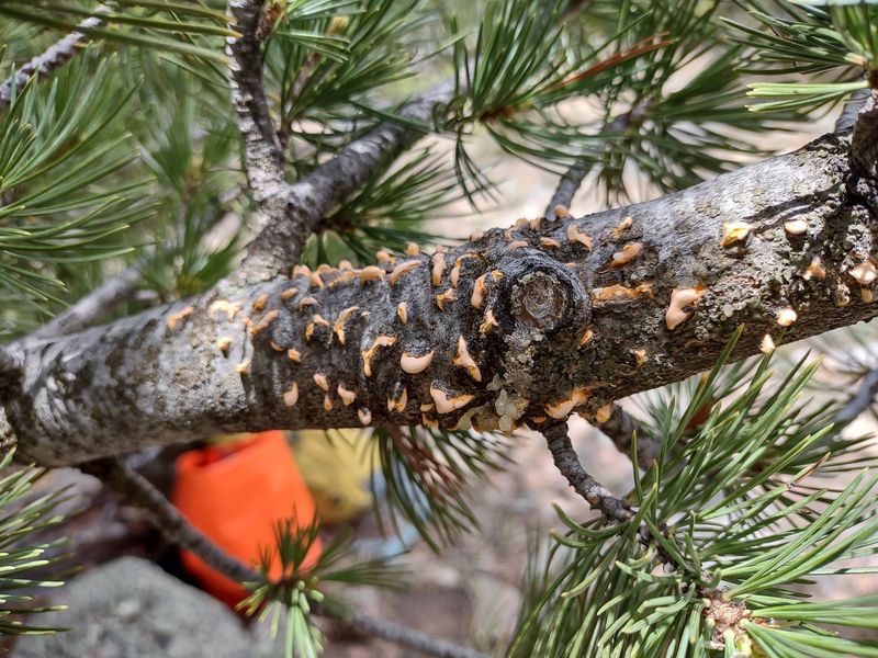 The Fungus Quietly Threatening Idaho's State Tree