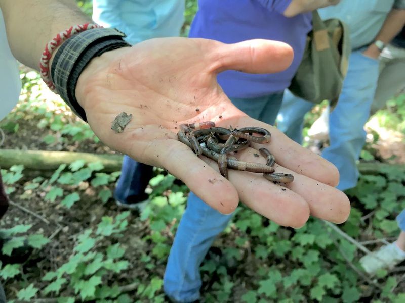 The Garden Materials That Can Spread Jumping Worms