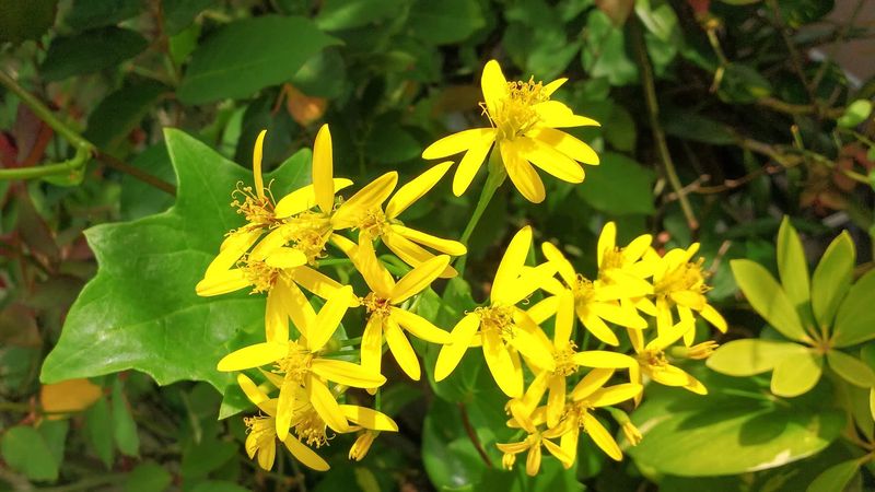 The Garden Waste Mistake That Spreads It Around
