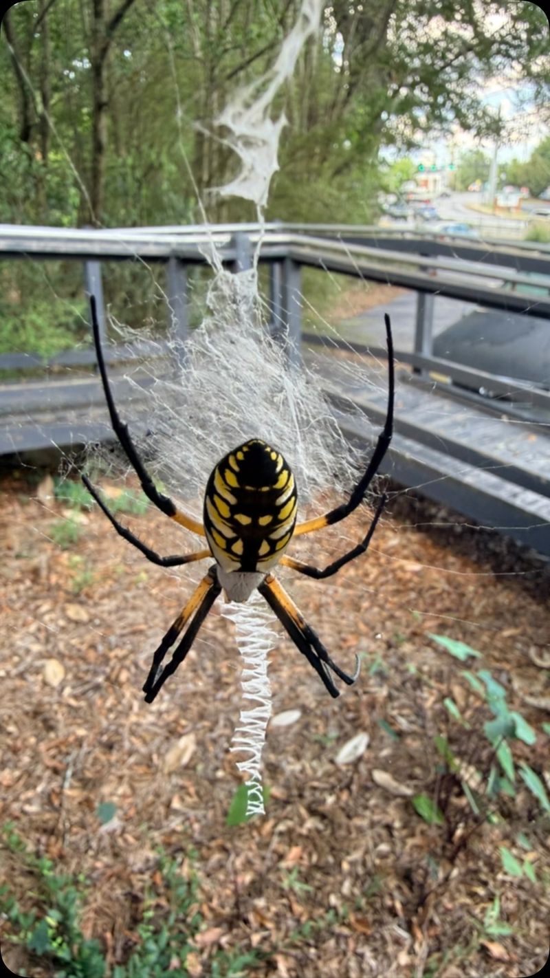 The Golden Silk Spider Behind Tennessee's Largest September Webs