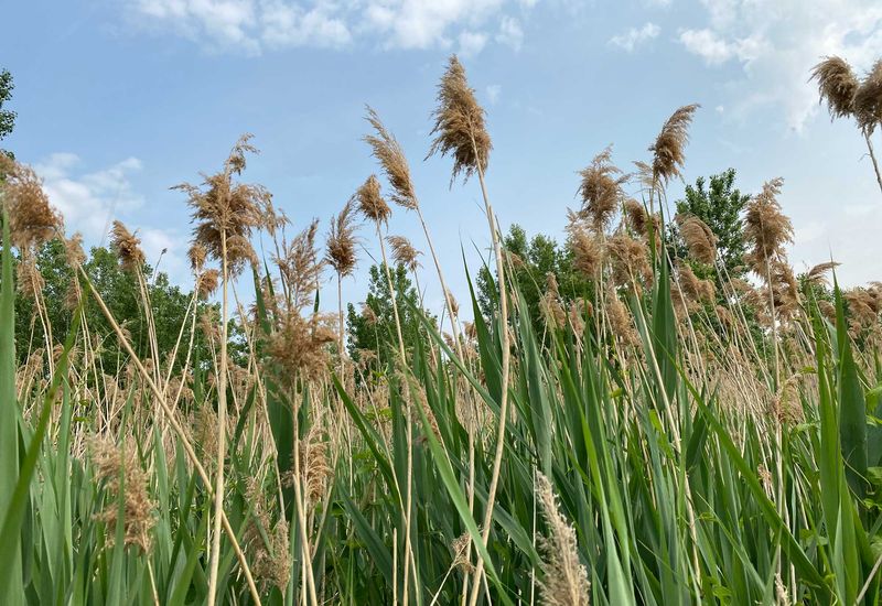 The Grass Is Invasive Phragmites The Grass Is Invasive Phragmites