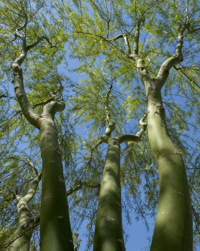 The Green Bark Adaptation Behind Palo Verde Survival The Green Bark Adaptation Behind Palo Verde Survival