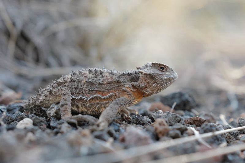 The Ground Provides Ideal Burrowing Conditions