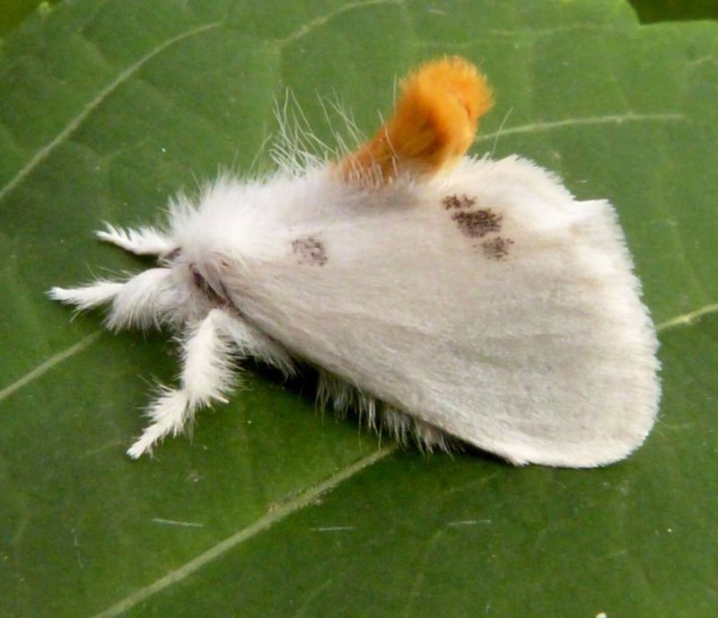 The Health Risks From Toxic Caterpillar Hairs The Health Risks From Toxic Caterpillar Hairs