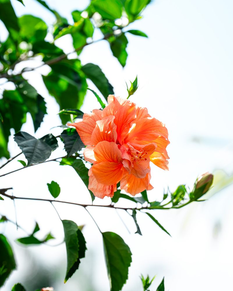 The Hibiscus Traits That Make These Shrubs A Preferred Host