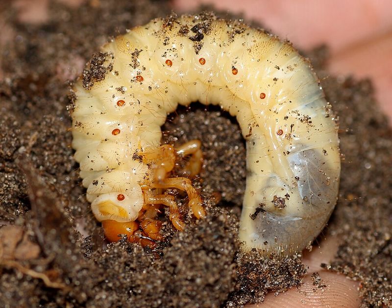 The Hidden Grub Problem Behind The Damage