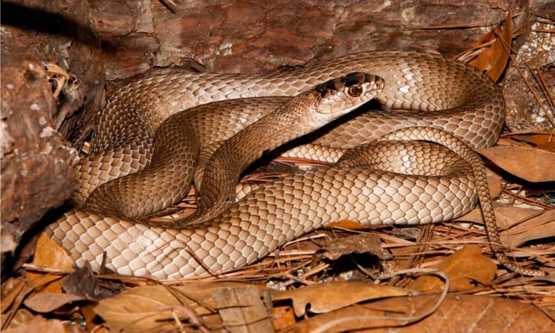 The Hidden Snake May Be Harmless But Guessing Is The Mistake
