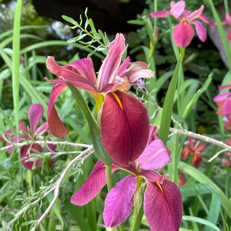 The Hidden Swamp Where This Flower Calls Home