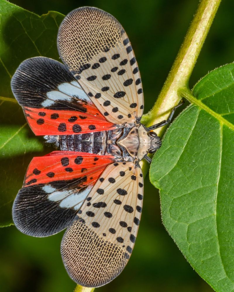 The Insect Can Hide Before Damage Appears