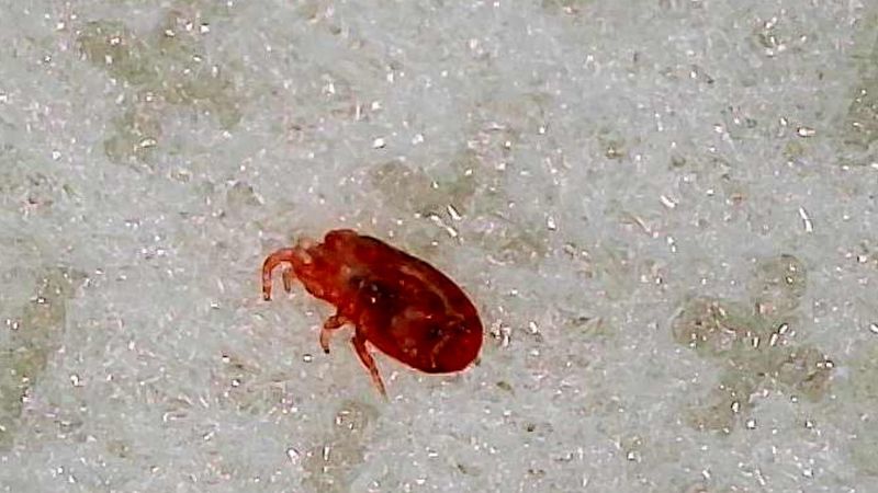 The Itch Arrives After The Culprit Has Left The Itch Arrives After The Culprit Has Left