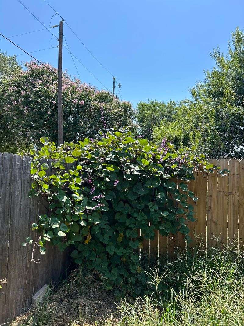 The Ivy Over The Fence Line Creates A Legal Gray Area The Ivy Over The Fence Line Creates A Legal Gray Area