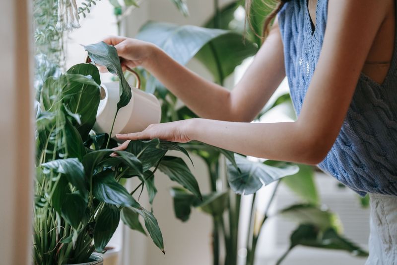 The Key Differences Between Overwatering And Underwatering