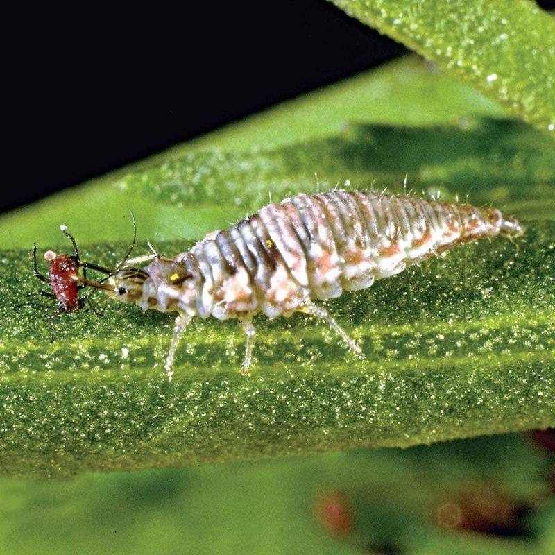 The Larvae Do Most Of The Pest Hunting