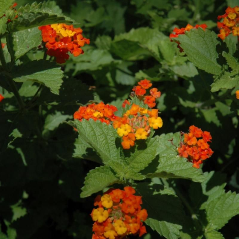 The Late-Summer Color Comes With A Pollinator Bonus