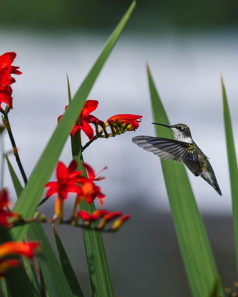 The Late-Summer Plants They Love