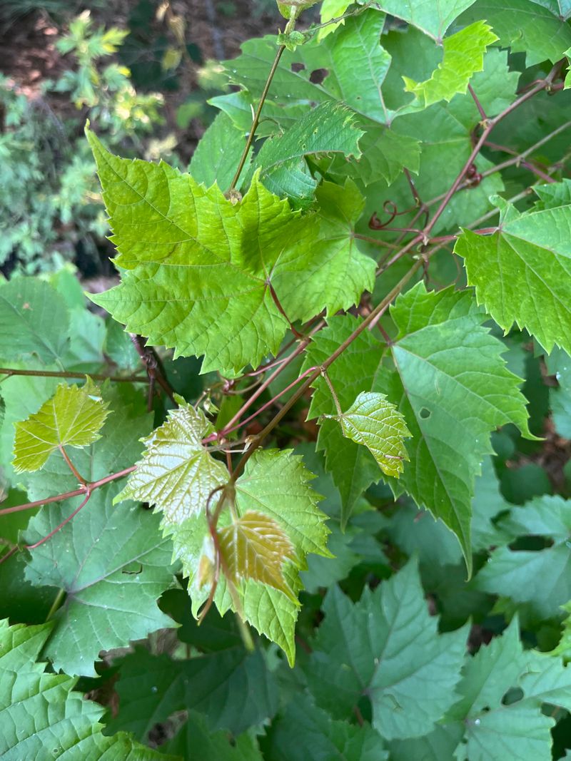The Leaves Can Be Confusing Because Both Vines Have Similar Shapes The Leaves Can Be Confusing Because Both Vines Have Similar Shapes