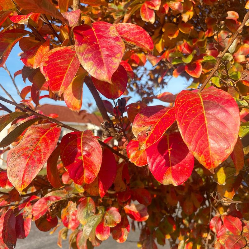 The Leaves Can Turn Brilliant Red