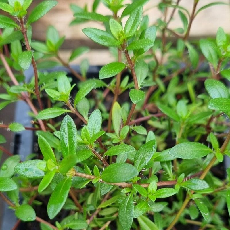 The Leaves Release Fragrance When Brushed The Leaves Release Fragrance When Brushed
