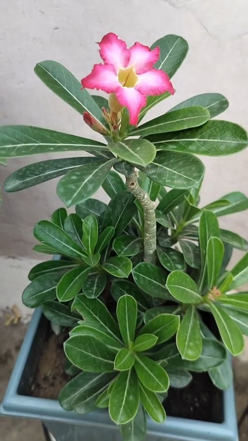 The Leaves Tell You Less Than The Whole Plant Does