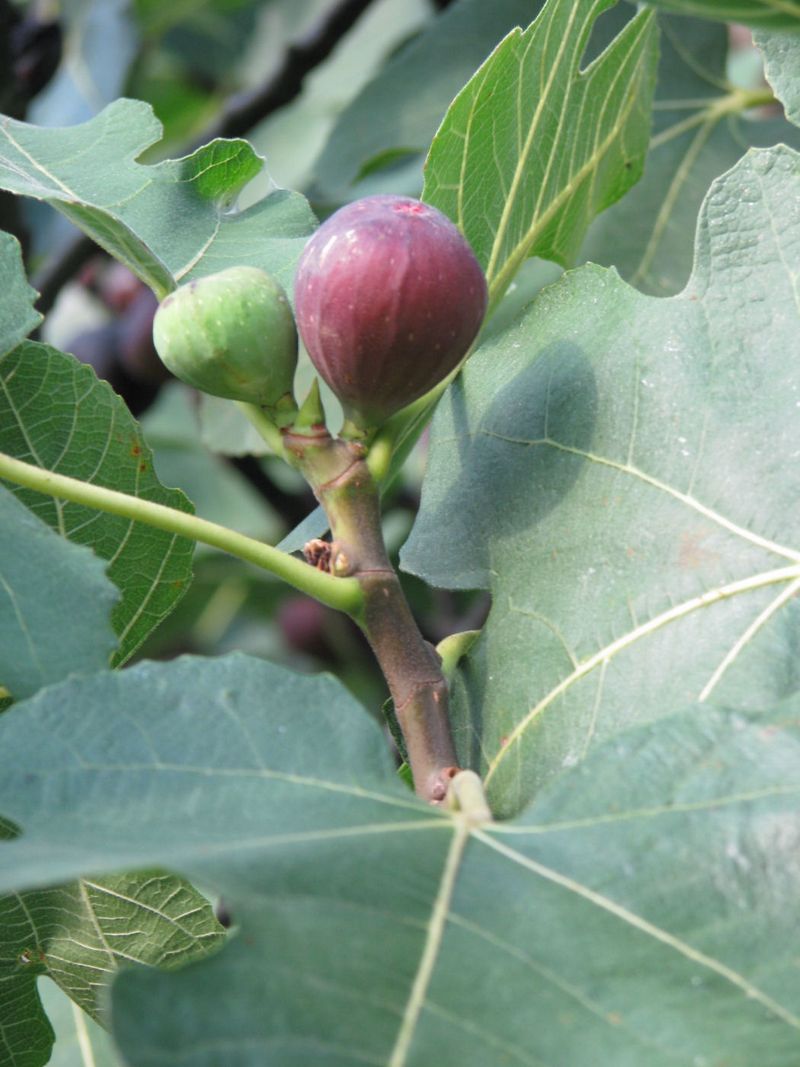 The Main Crop Forms on Current-Season Growth