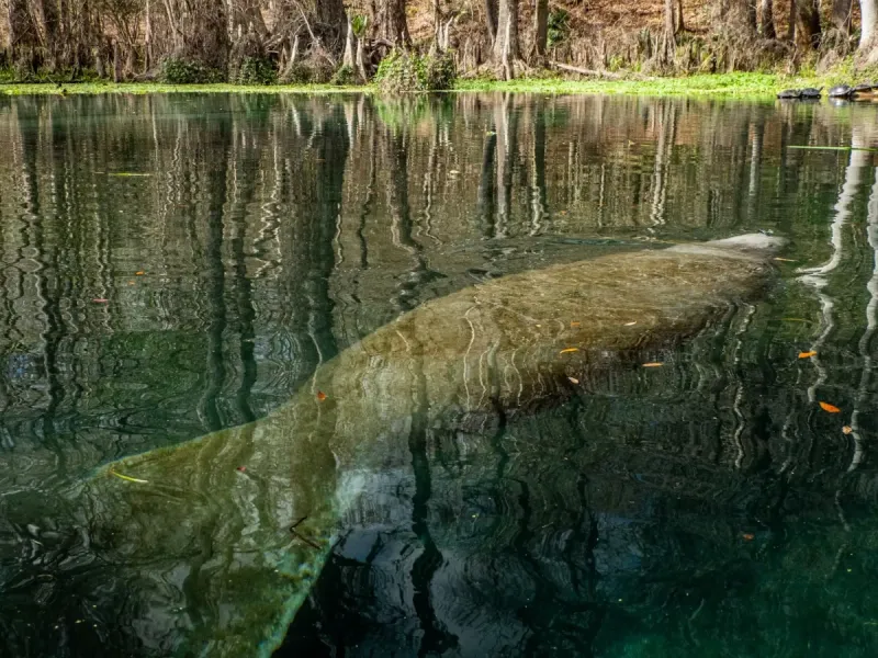 The Manatee May Be Following A Familiar Travel Route