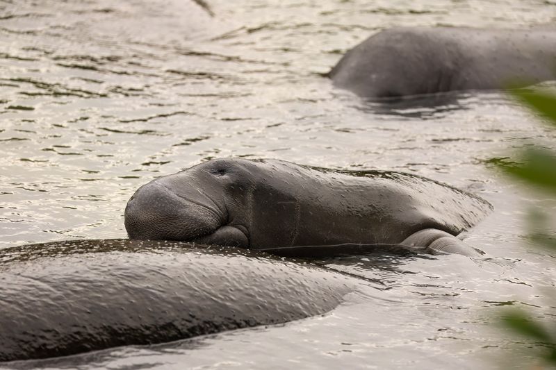 The Manatee May Be Resting Near The Surface