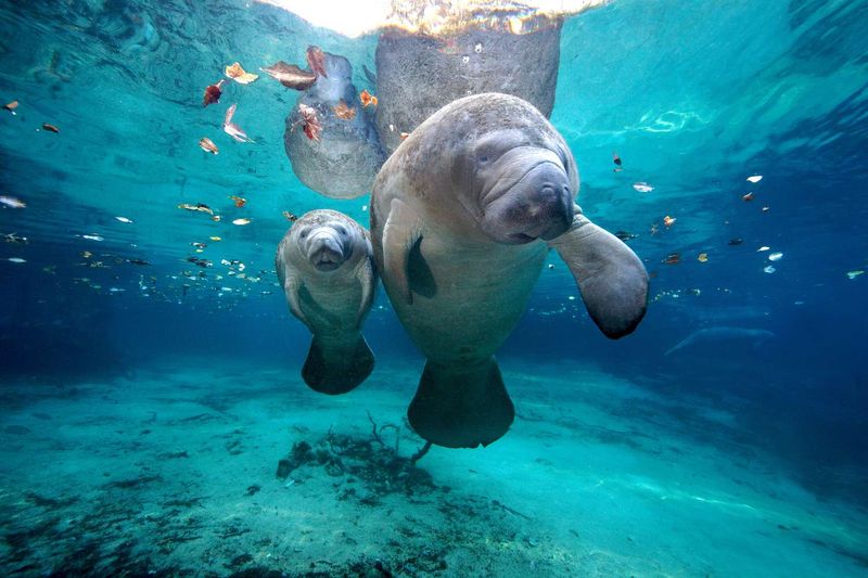 The Manatee May Be Taking Advantage Of Warm Water Conditions