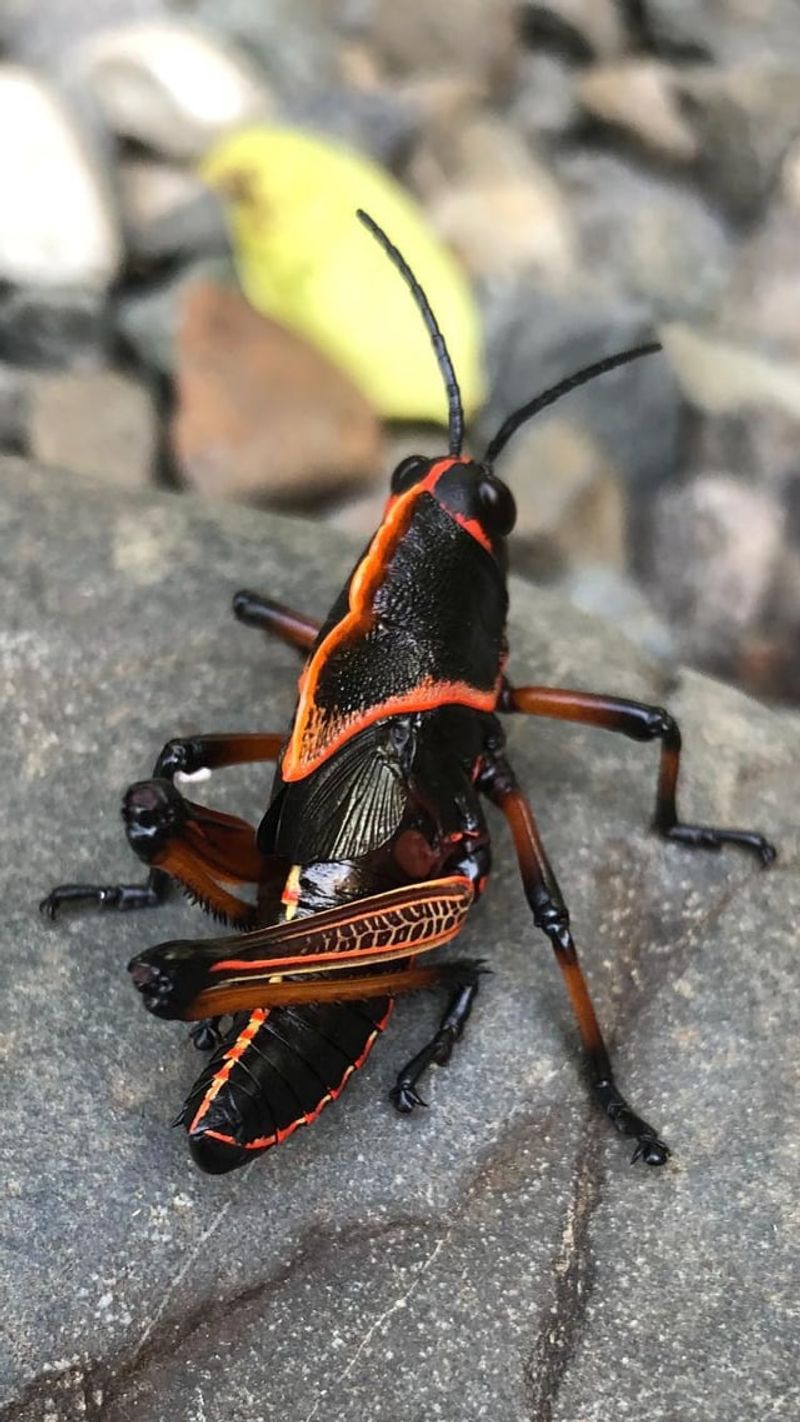 The Massive Orange And Black Insect Behind The Damage The Massive Orange And Black Insect Behind The Damage