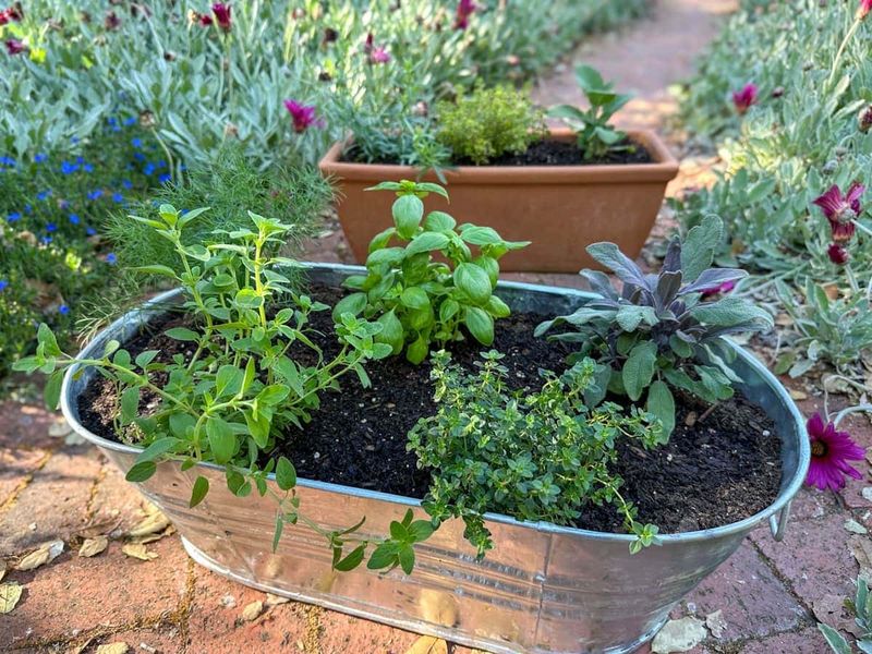 The Mistake Is Keeping The Soil Too Wet