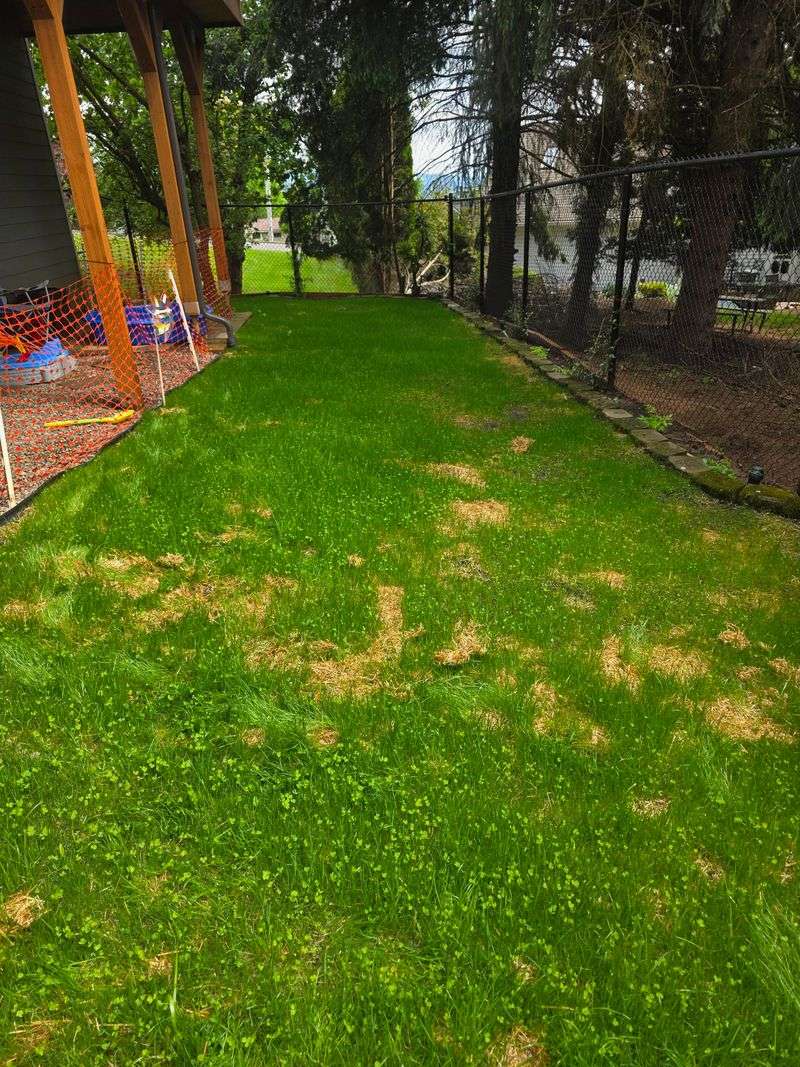 The Mistake Is Watering Soil That Is Already Saturated