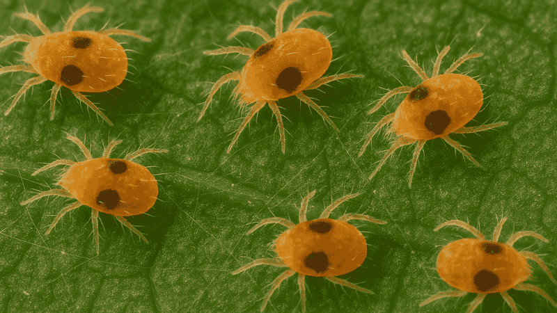 The Mites May Be Harder To See Than Their Webbing