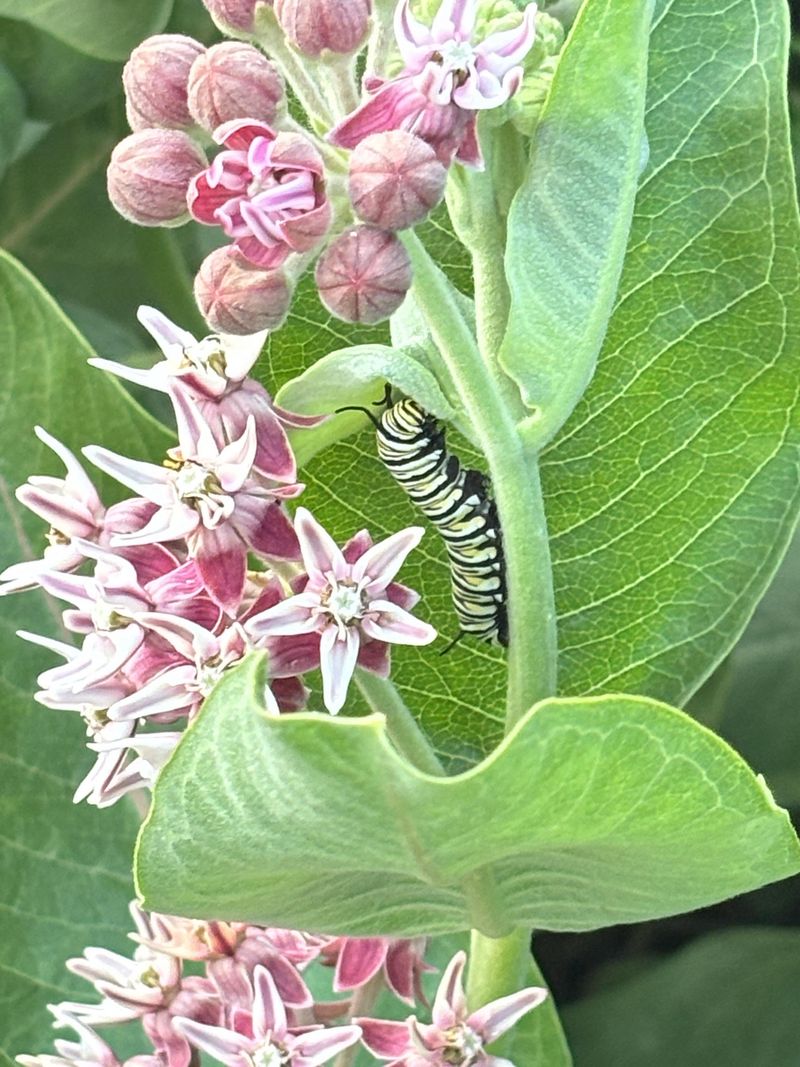 The Monarch Caterpillar Only Eats One Plant, And Nothing Else Will Do