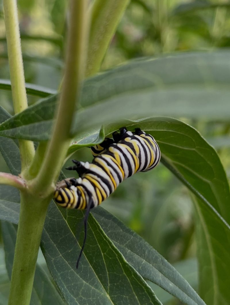 The Monarch Population Has Collapsed By Nearly Ninety-Nine Percent