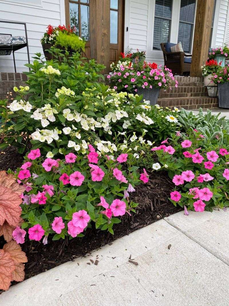 The Morning Routine Behind Nonstop Petunia Color