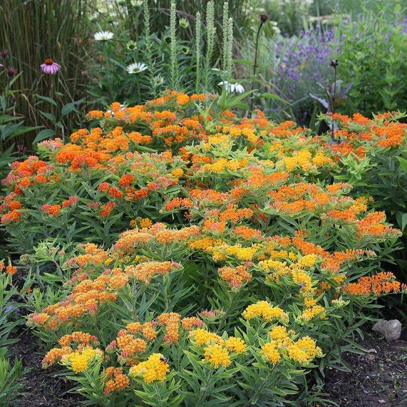 The Most Useful Native Wildflower You Can Plant In Pennsylvania