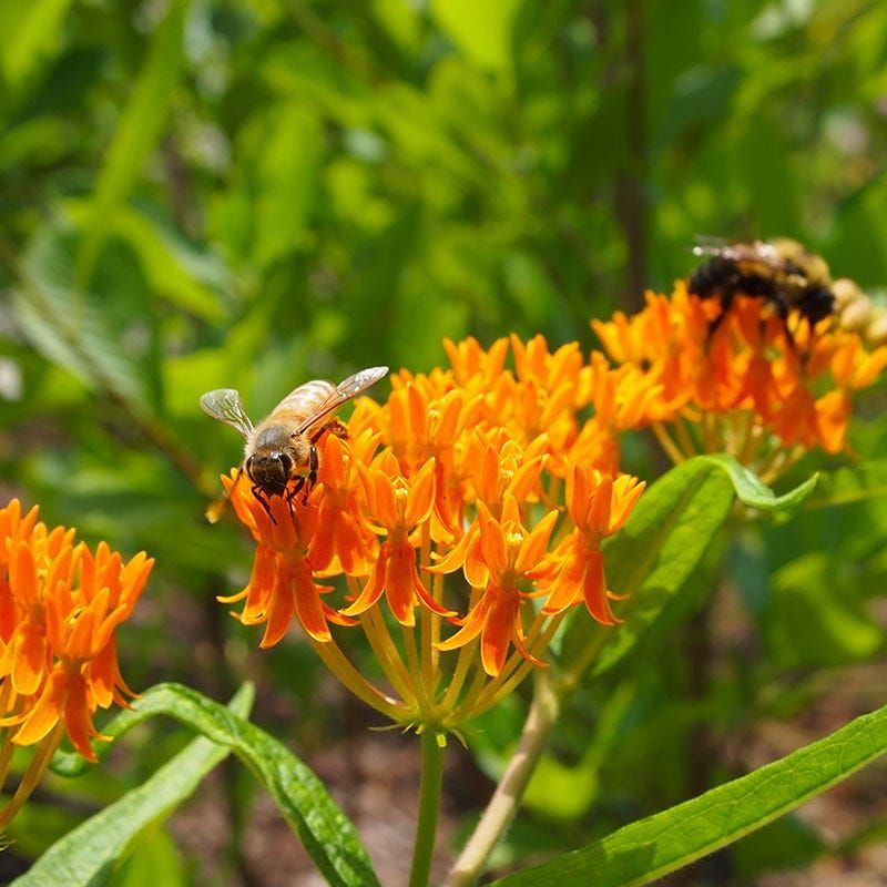 The Most Useful Native Wildflower You Can Plant In Pennsylvania