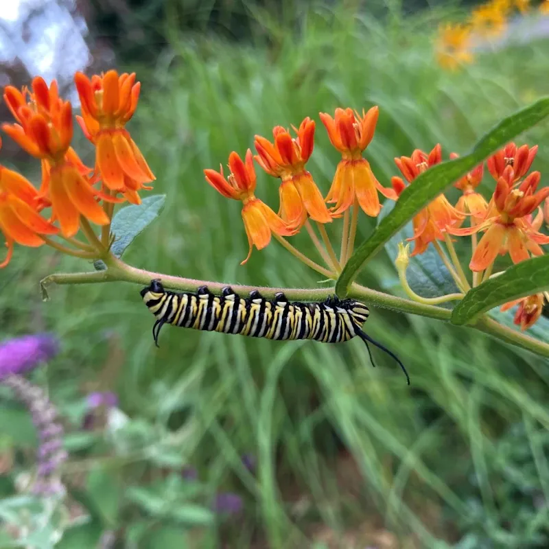 The Most Useful Native Wildflower You Can Plant In Pennsylvania