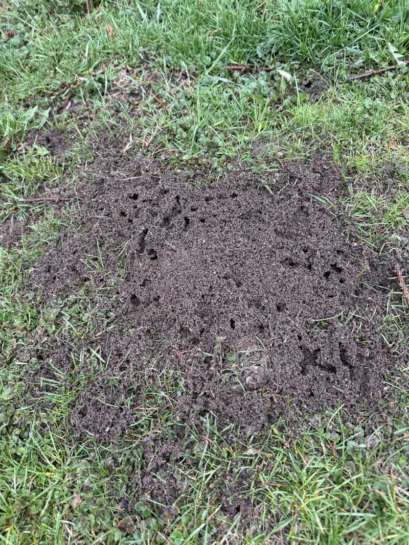 The Mound Is Only The Visible Portion Of The Nest The Mound Is Only The Visible Portion Of The Nest