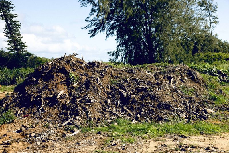 The Mulch Piles And Green Waste That Breed Larvae The Mulch Piles And Green Waste That Breed Larvae