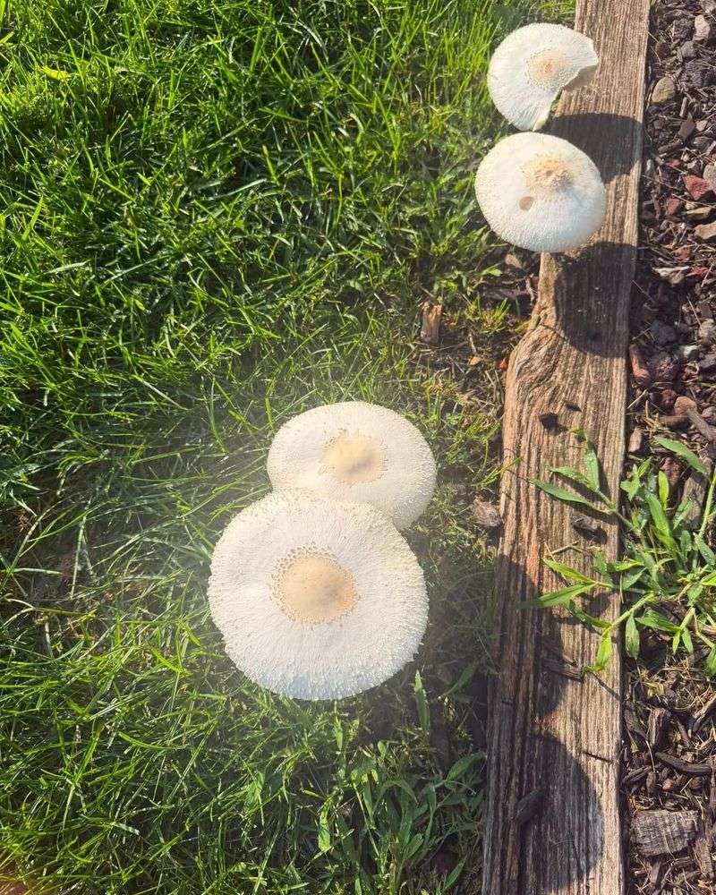 The Mushrooms Aren't Necessarily Hurting Your Grass The Mushrooms Aren't Necessarily Hurting Your Grass