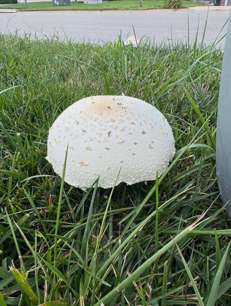The Mushrooms Usually Are Not Destroying Your Grass The Mushrooms Usually Are Not Destroying Your Grass