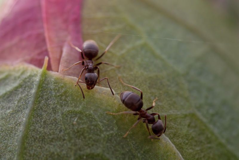 The Mutual Benefit Between Ants And Plants The Mutual Benefit Between Ants And Plants