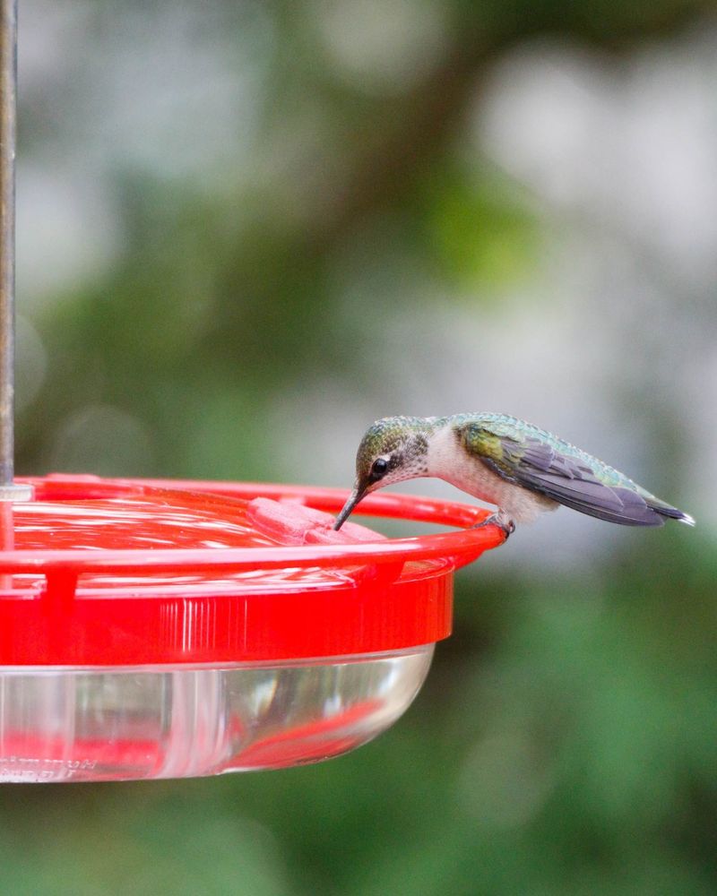 The Myth About Feeders Delaying Migration