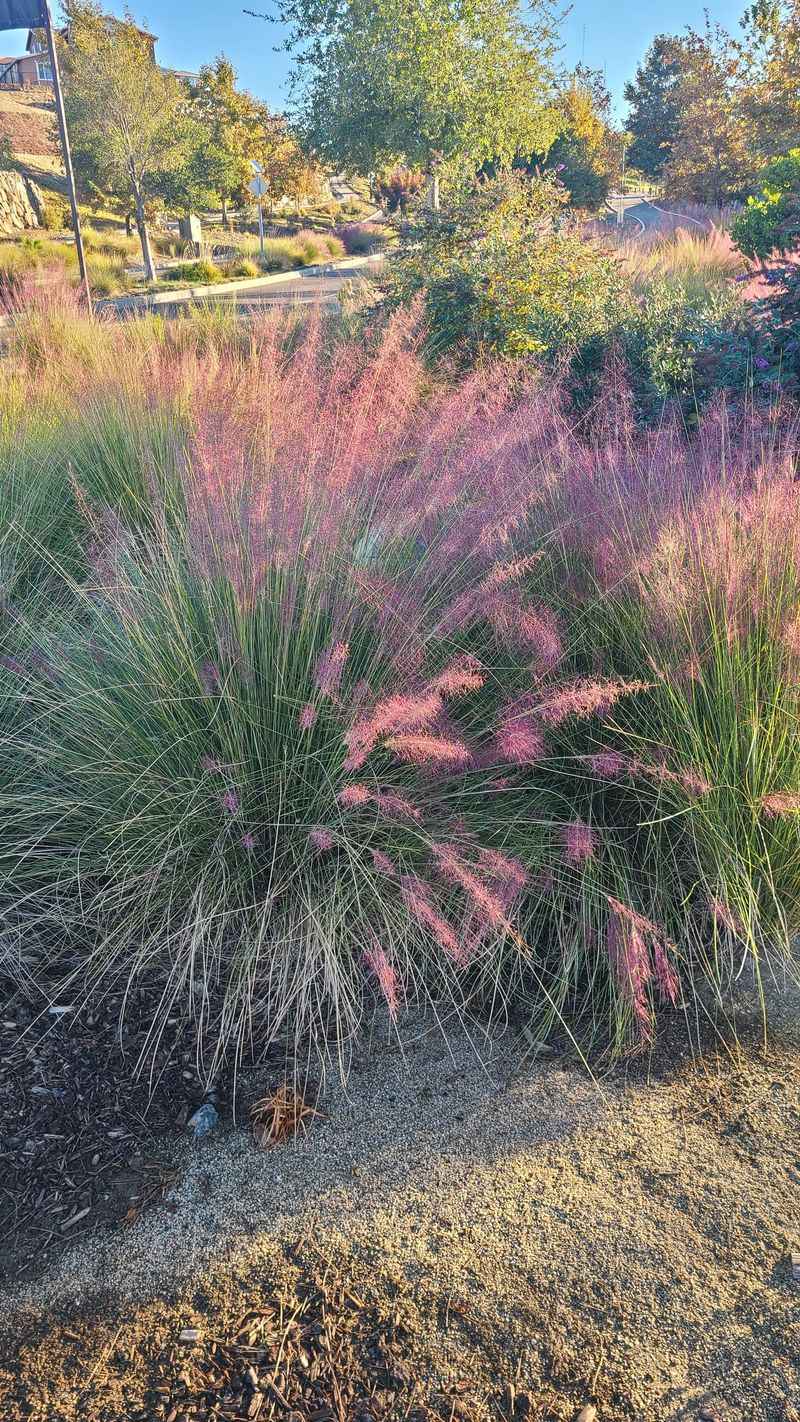 The Native Grass Most Patio Owners Overlook